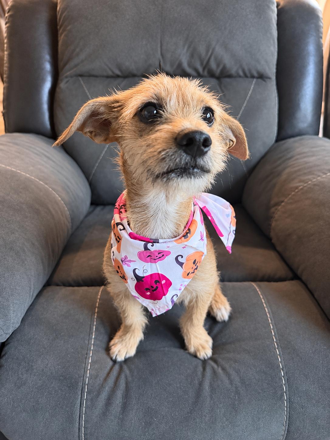 Enlarge Leah, a Adoptable mixed breed in Lodi, CA image 4/6