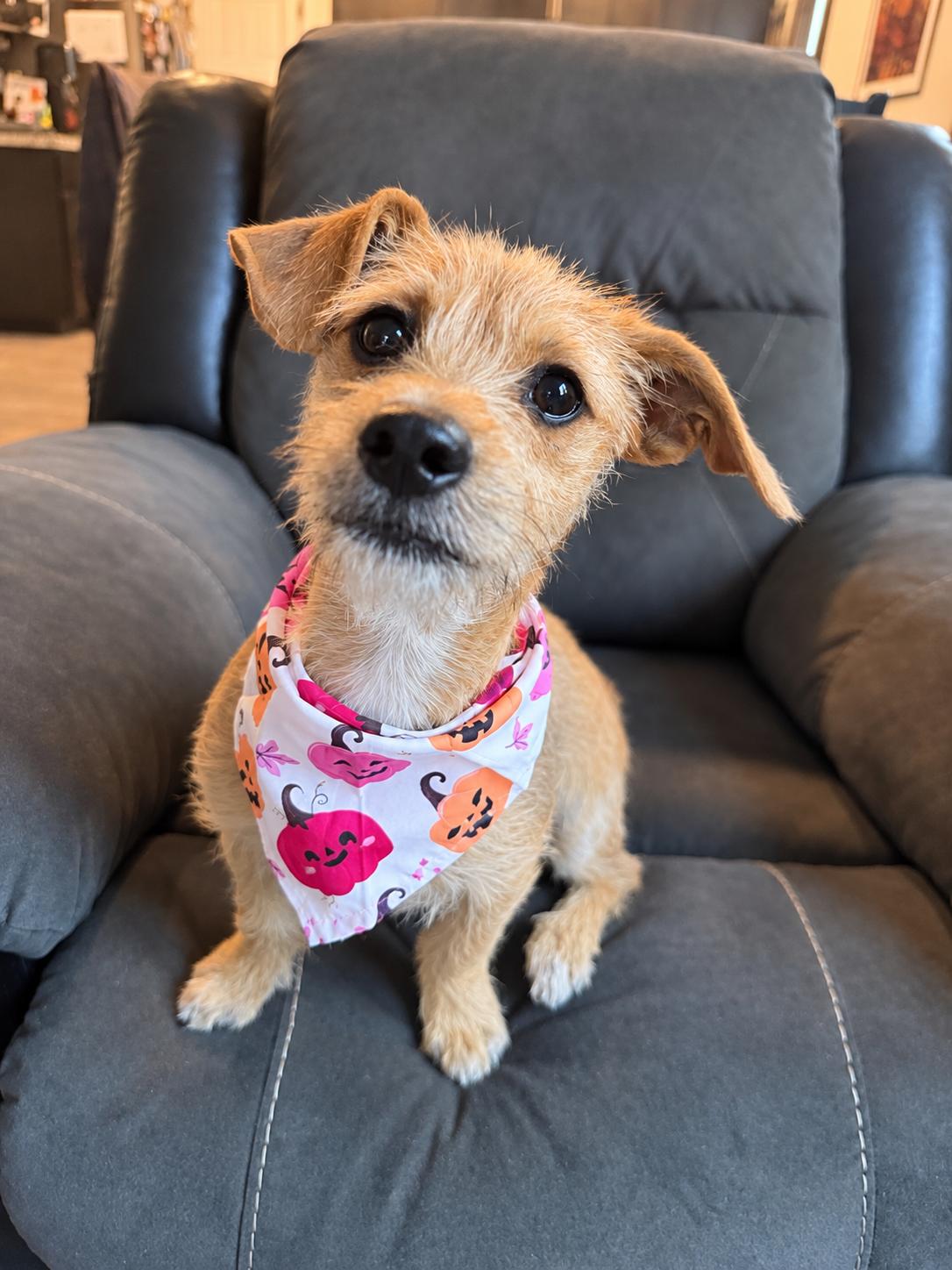Leah, Adoptable, Puppy Female Terrier & Jack Russell Terrier.