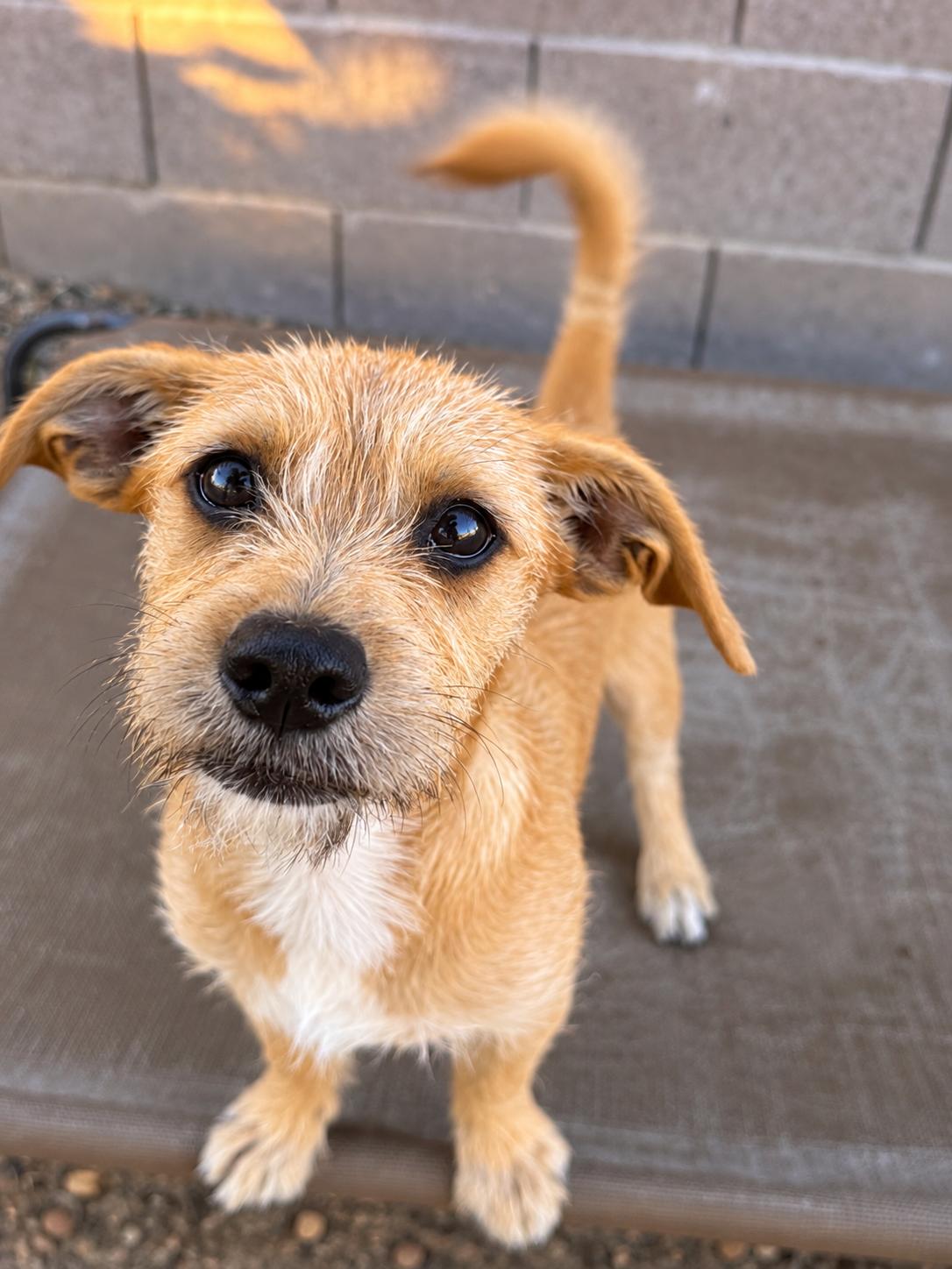 Enlarge Leah, a Adoptable mixed breed in Lodi, CA image 6/6