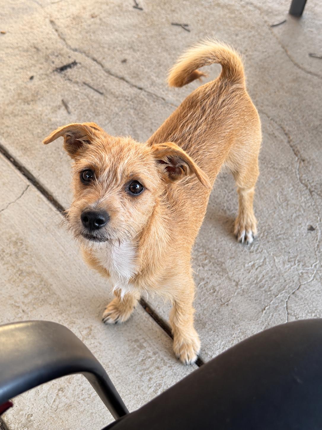 Enlarge Leah, a Adoptable mixed breed in Lodi, CA image 5/6