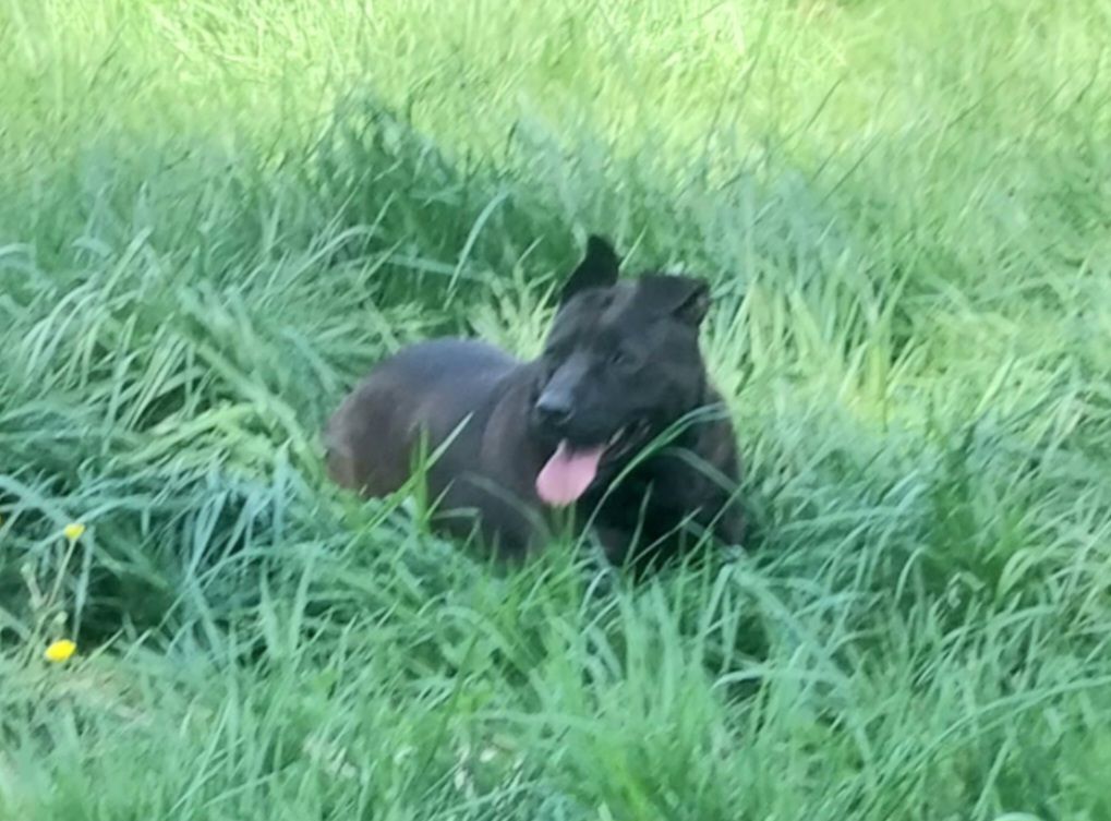 Spike, a Adoptable mixed breed in Locust Grove, VA image 1/5