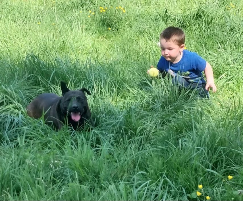 Spike, a Adoptable mixed breed in Locust Grove, VA image 2/5