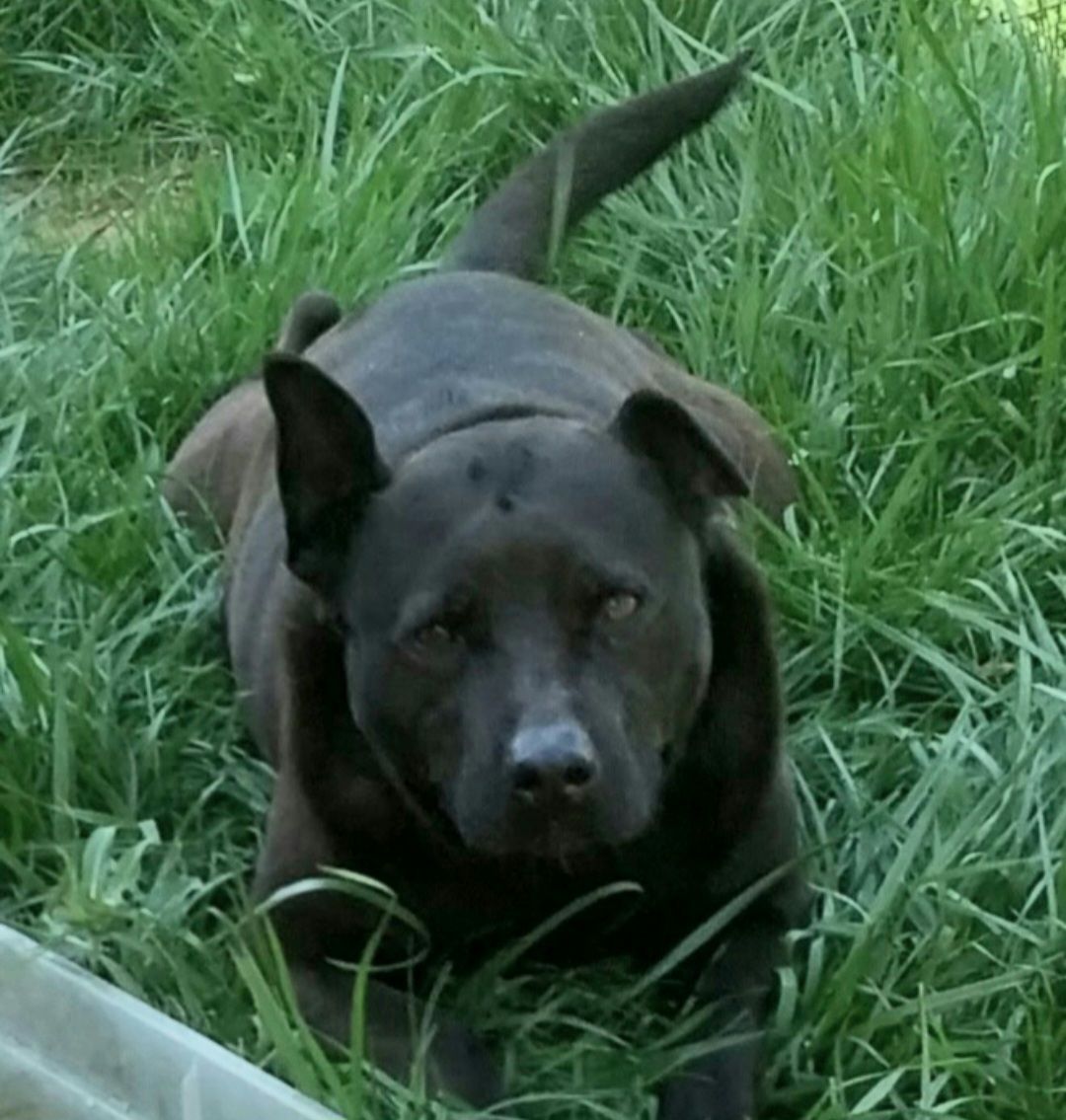 Spike, Senior Male unknown