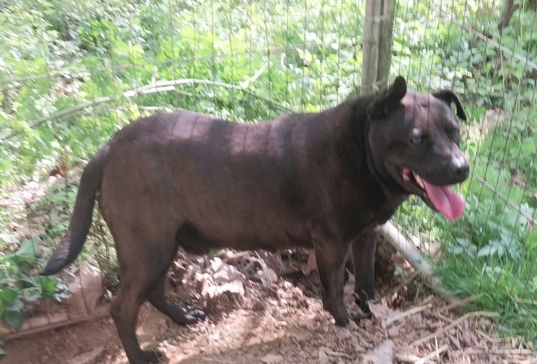 Spike, a Adoptable mixed breed in Locust Grove, VA image 4/5