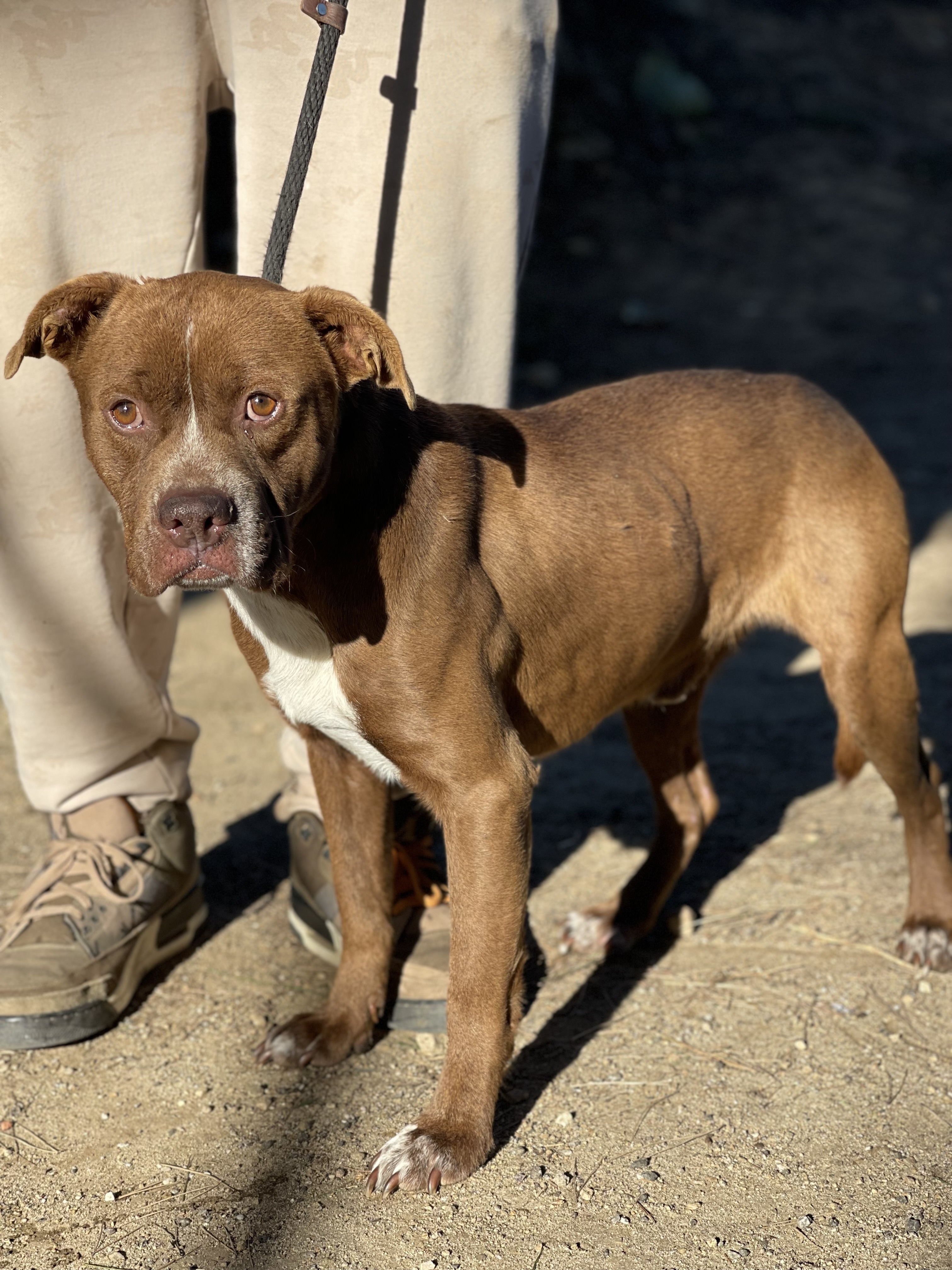 Enlarge Jimmy, a Adoptable mixed breed in Santa Monica, CA image 4/4