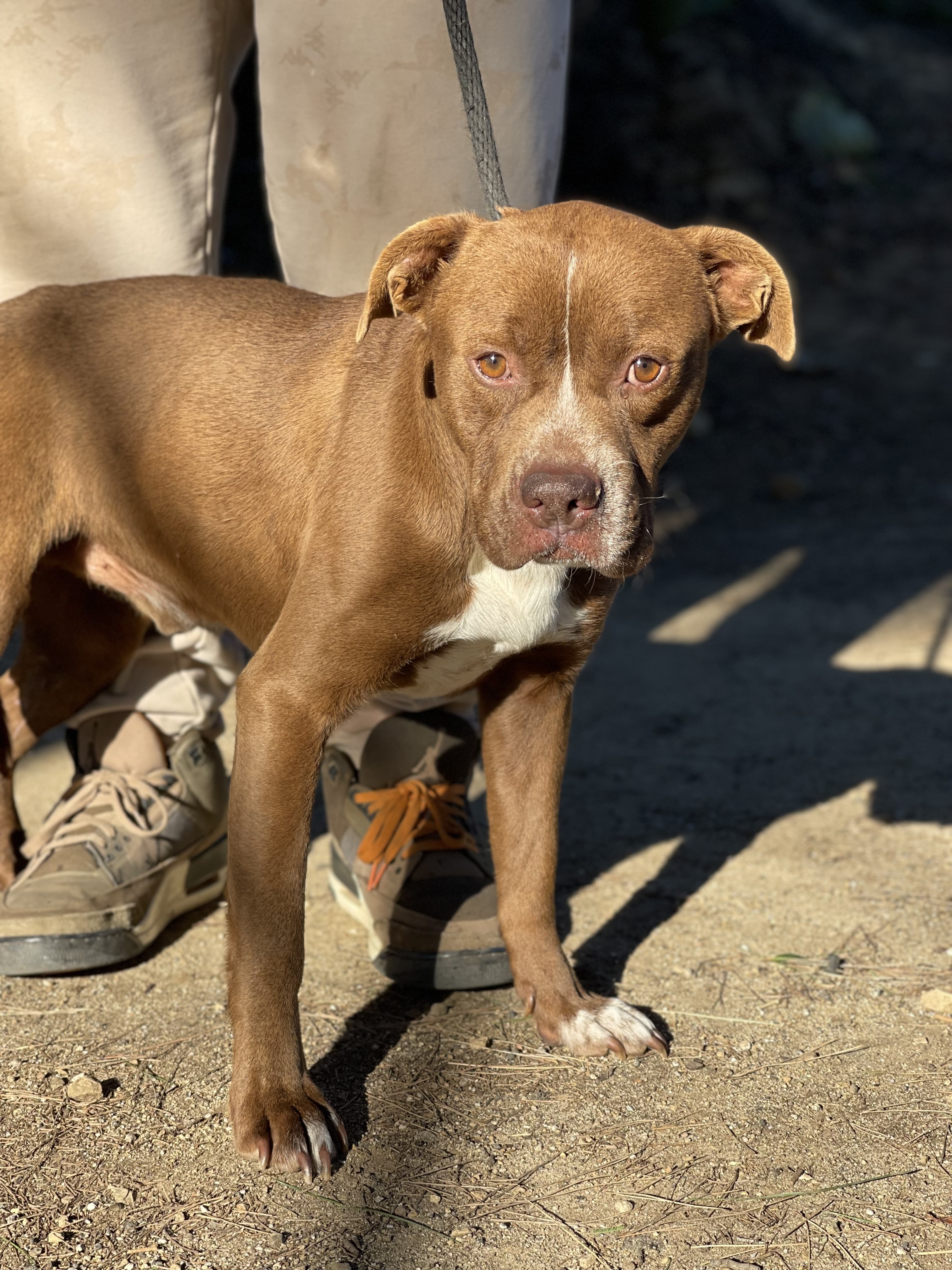 Jimmy, Adoptable, Adult Male Bulldog & Labrador Retriever.
