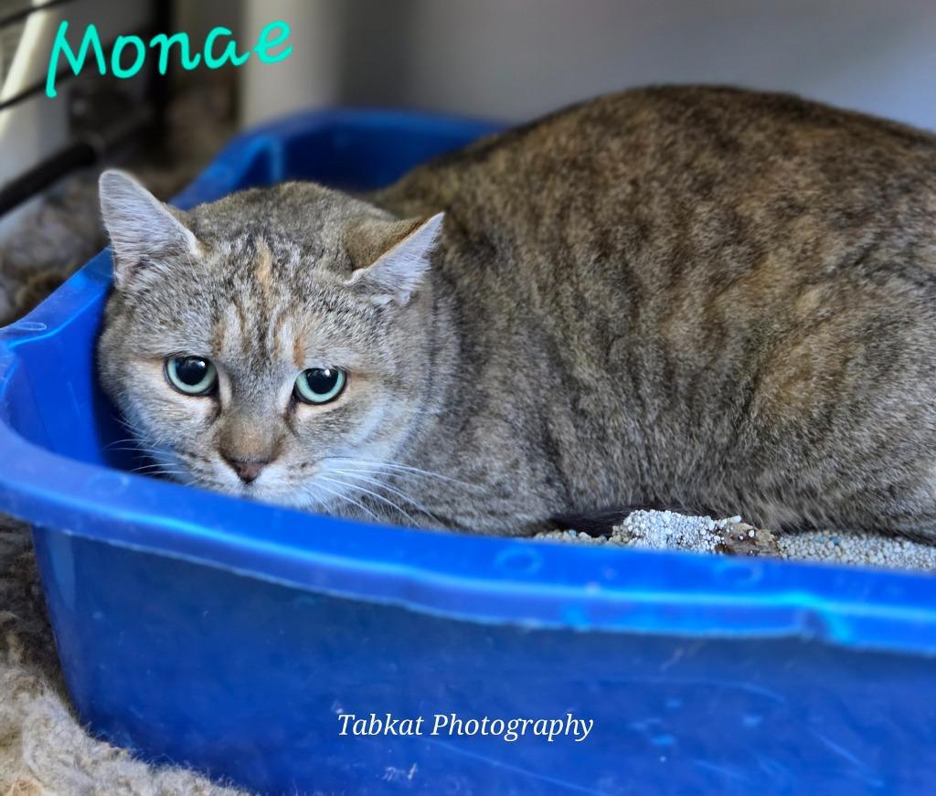 Enlarge Monae, a Adoptable mixed breed in Cambridge, MD image 1/1