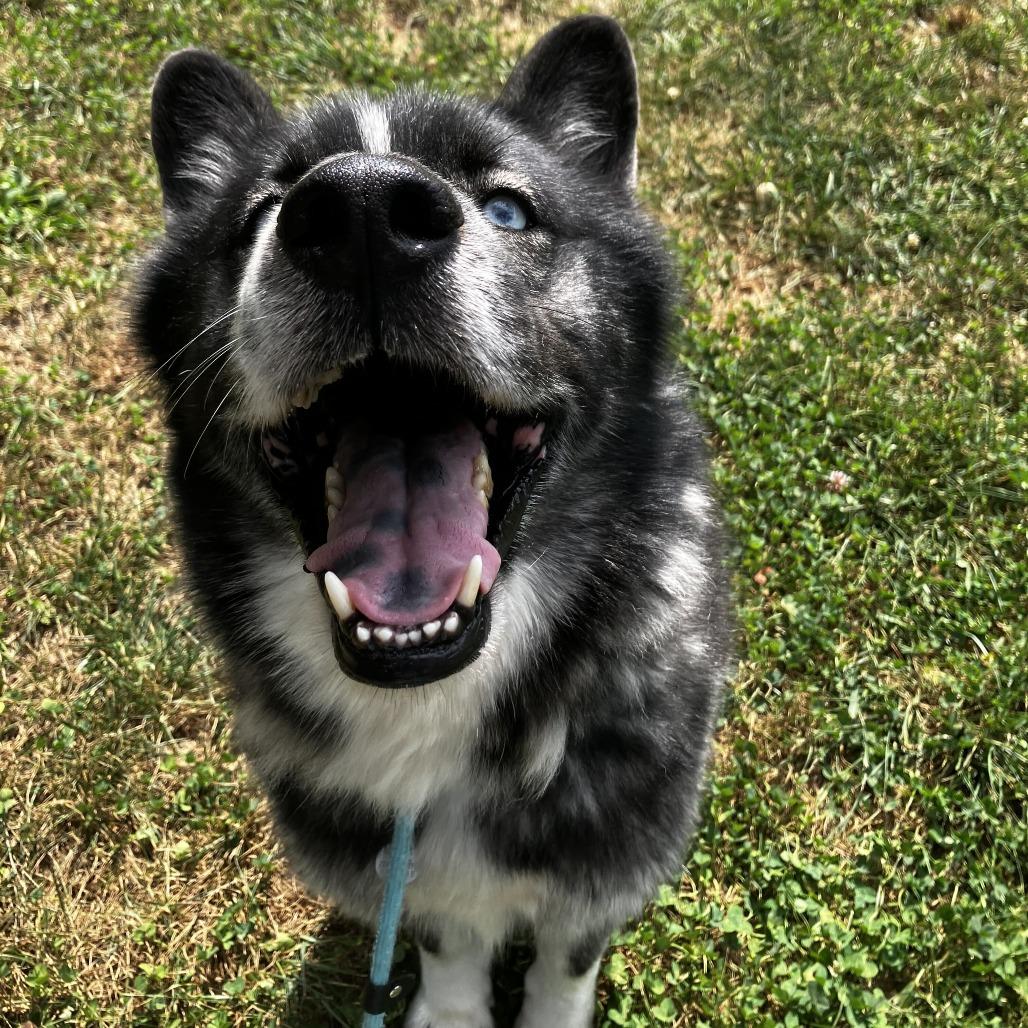 Jax, Adoptable, Adult Male Husky & Chow Chow.