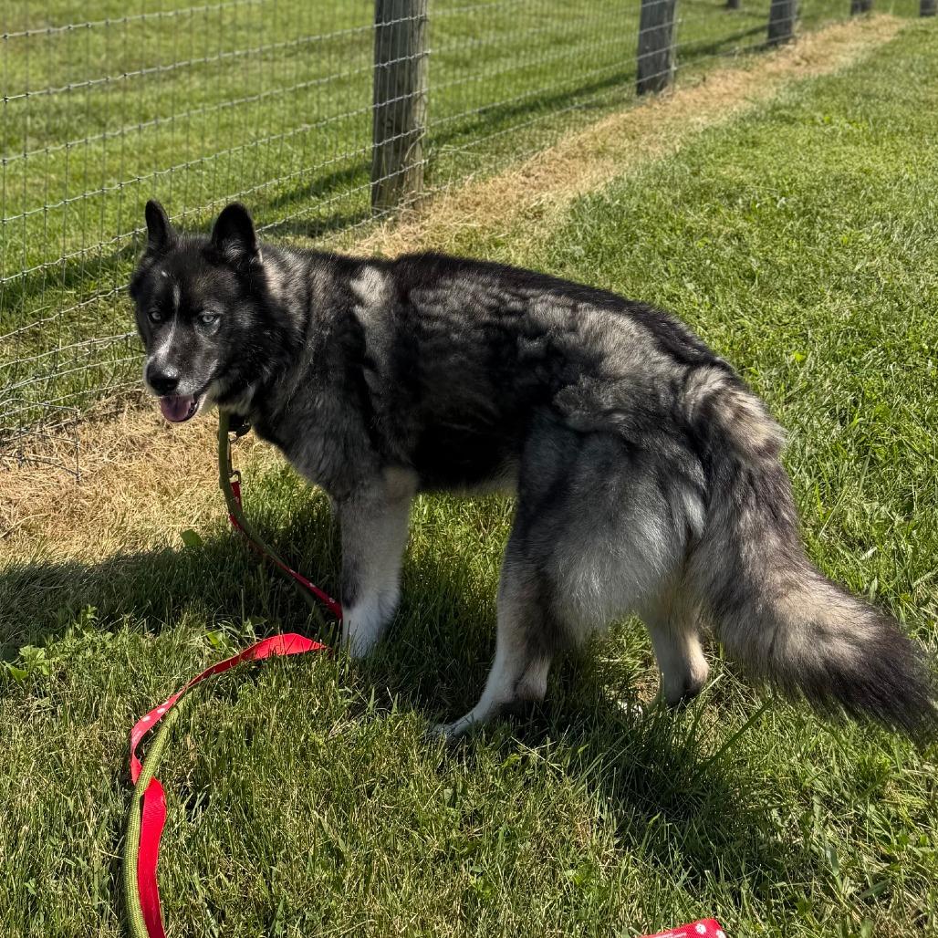 Enlarge Jax, a Adoptable mixed breed in Marshall, VA image 2/4