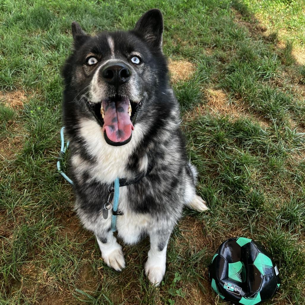 Enlarge Jax, a Adoptable mixed breed in Marshall, VA image 3/4