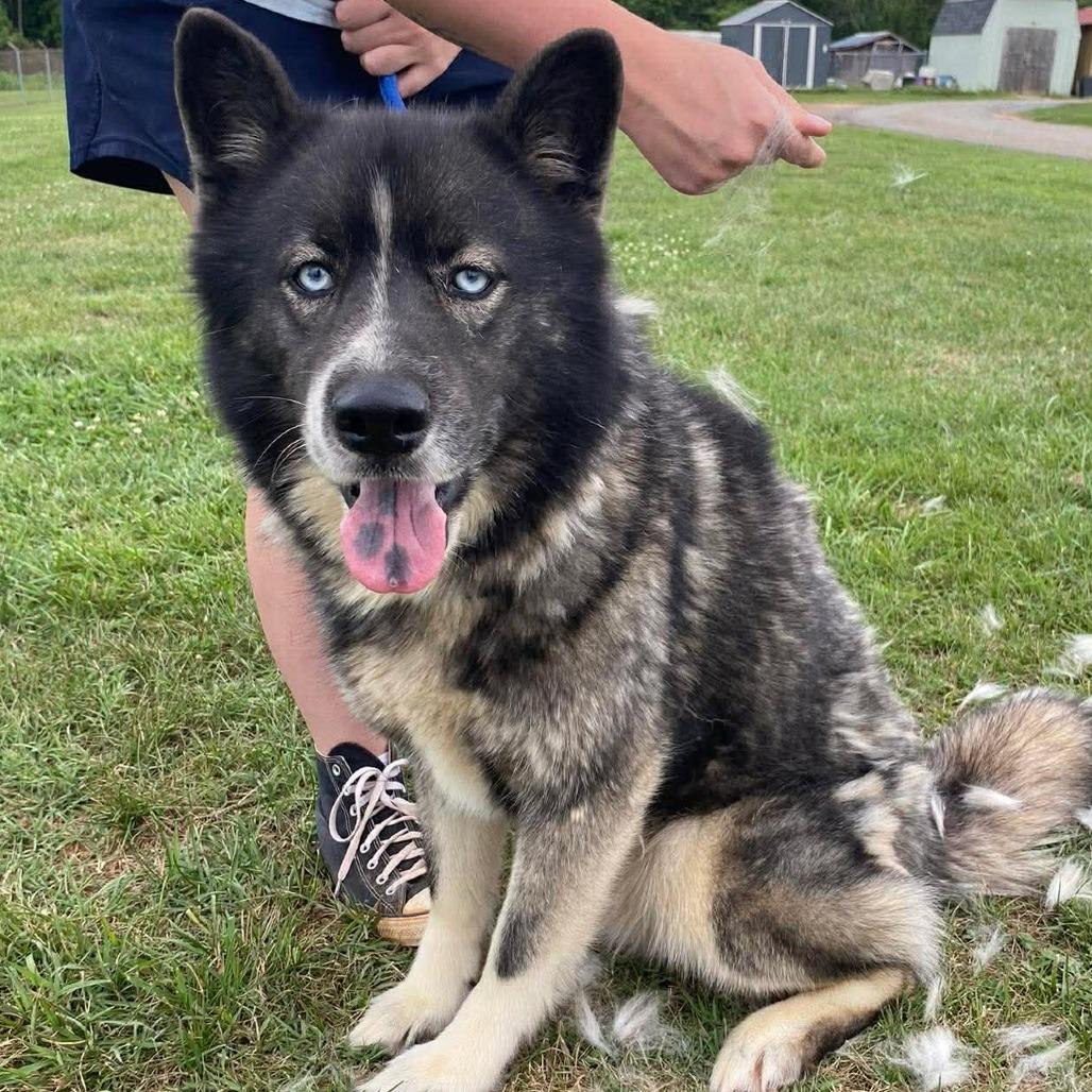 Enlarge Jax, a Adoptable mixed breed in Marshall, VA image 4/4