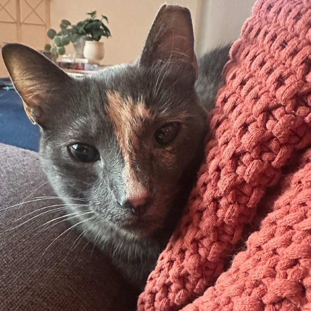 Enlarge Jazz, a Adoptable Domestic Short Hair in PITTSBURGH, PA image 1/4