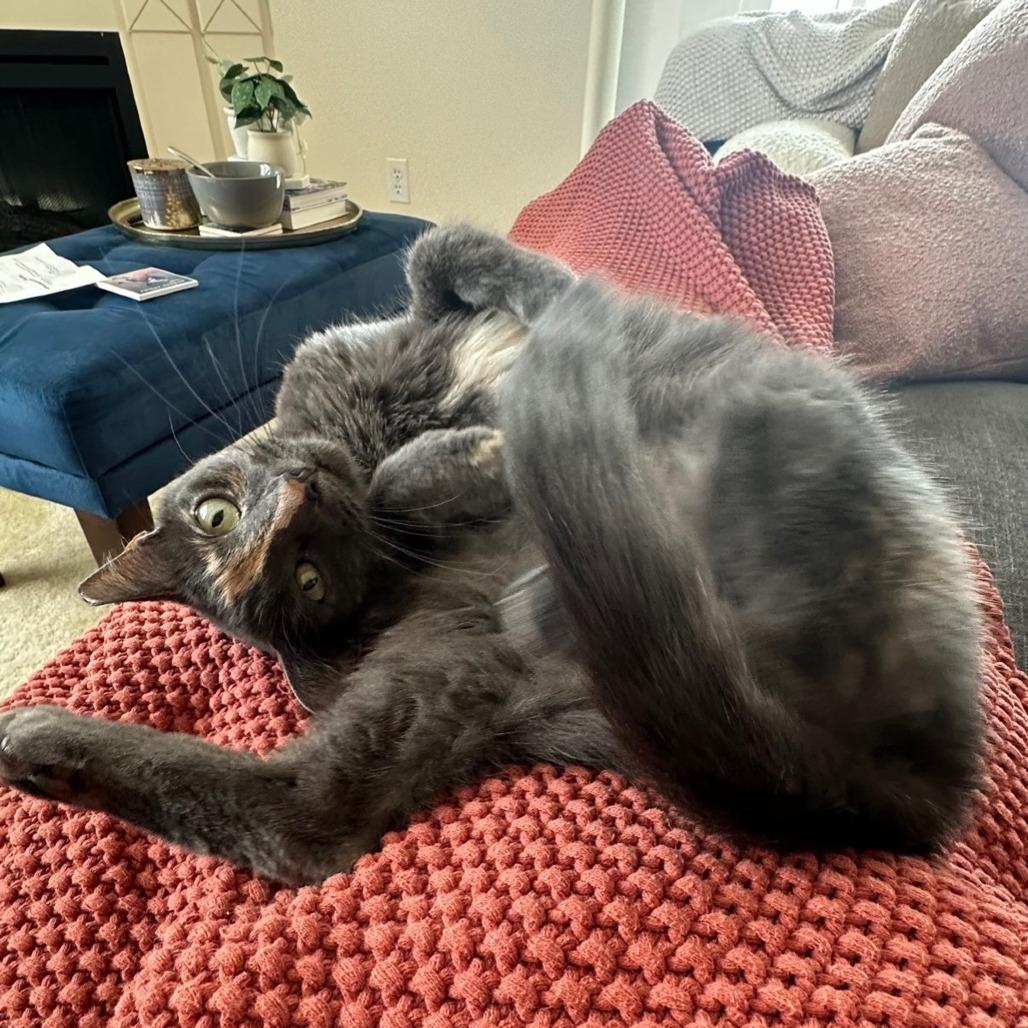 Jazz, Adoptable, Adult Female Domestic Short Hair.