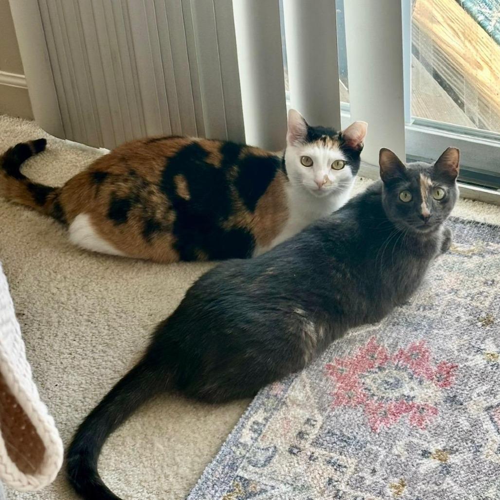 Jazz, a Adoptable Domestic Short Hair in PITTSBURGH, PA image 4/4