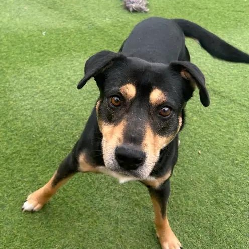 Enlarge Bastion, a Adoptable mixed breed in Smithton, PA image 5/5