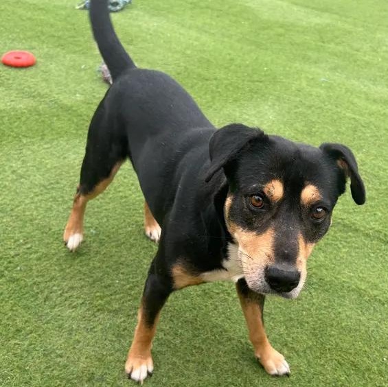 Enlarge Bastion, a Adoptable mixed breed in Smithton, PA image 3/5