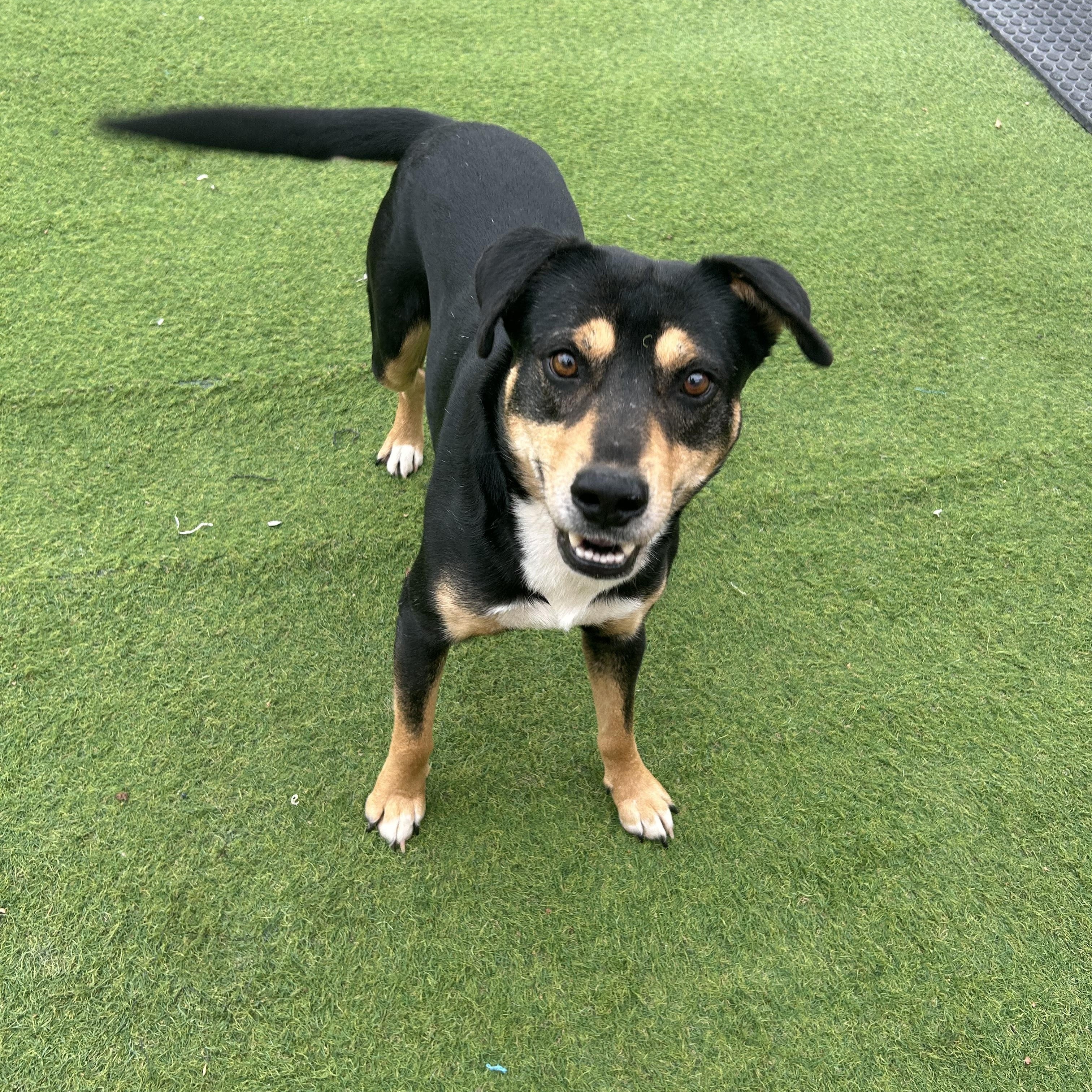 Enlarge Bastion, a Adoptable mixed breed in Smithton, PA image 2/5