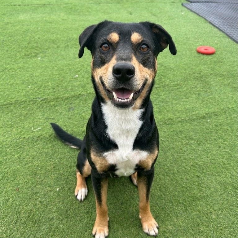 Bastion, ADOPTABLE, Young • Male, Australian Kelpie.