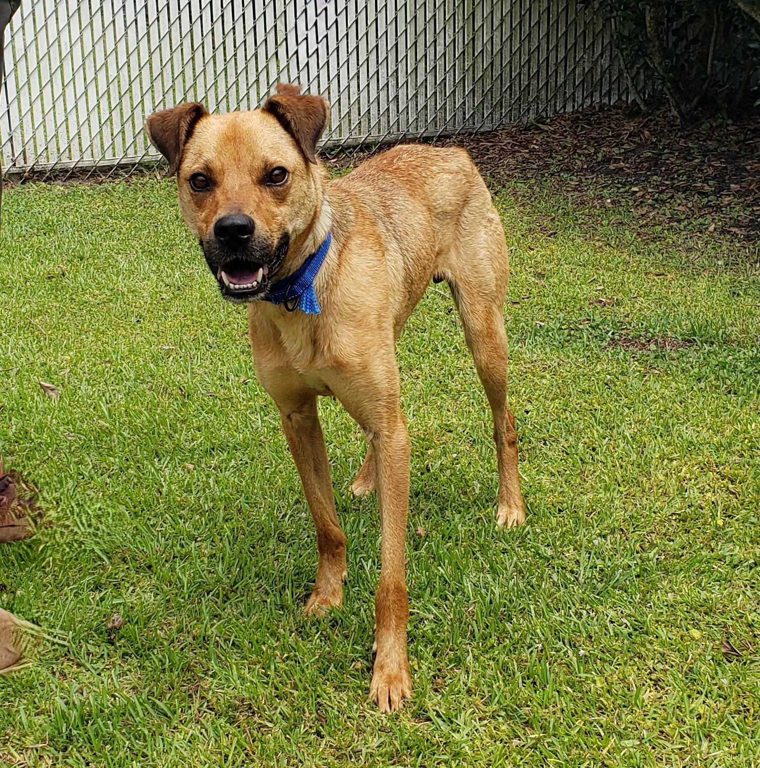 Enlarge Gunner, a Adoptable Boxer in Slidell, LA image 1/3