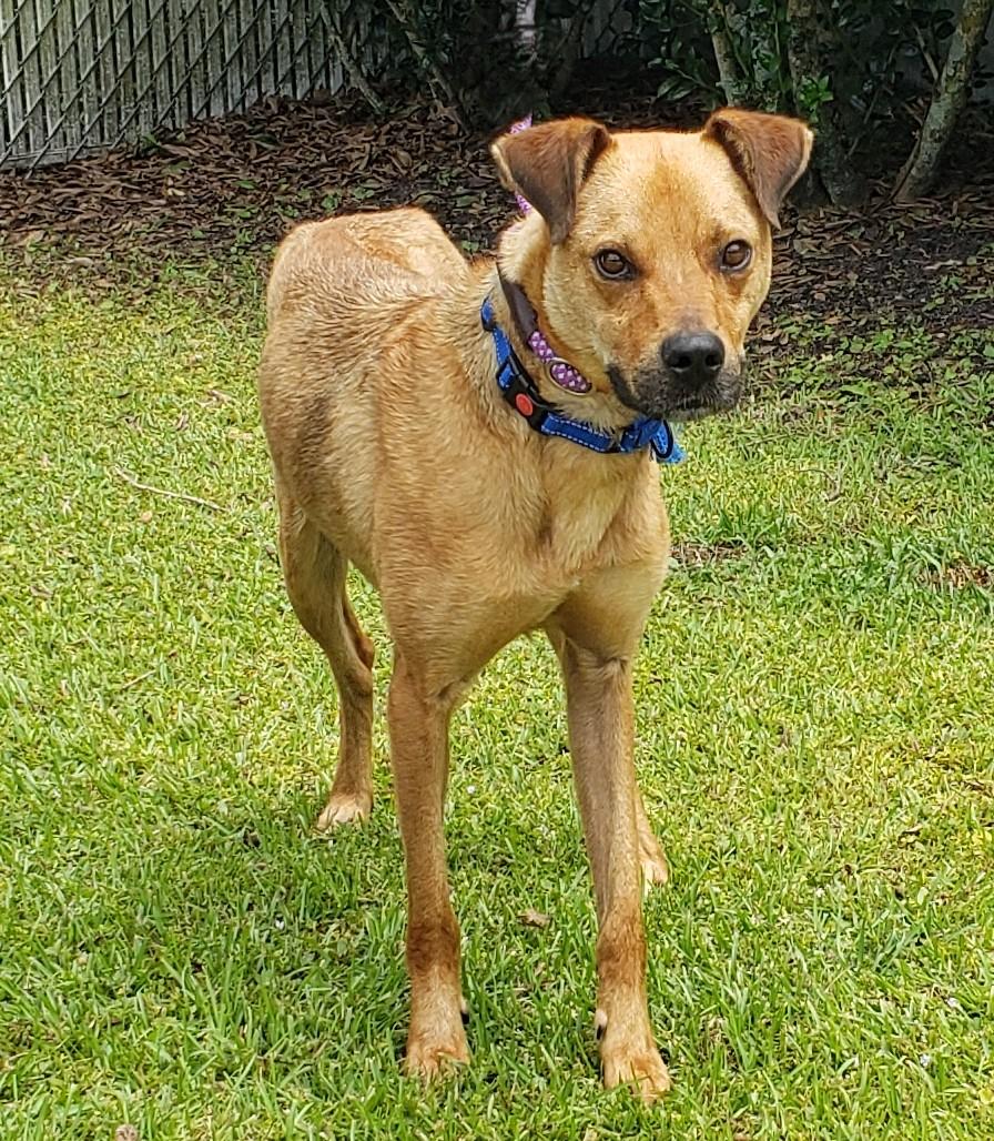 Enlarge Gunner, a Adoptable Boxer in Slidell, LA image 2/3