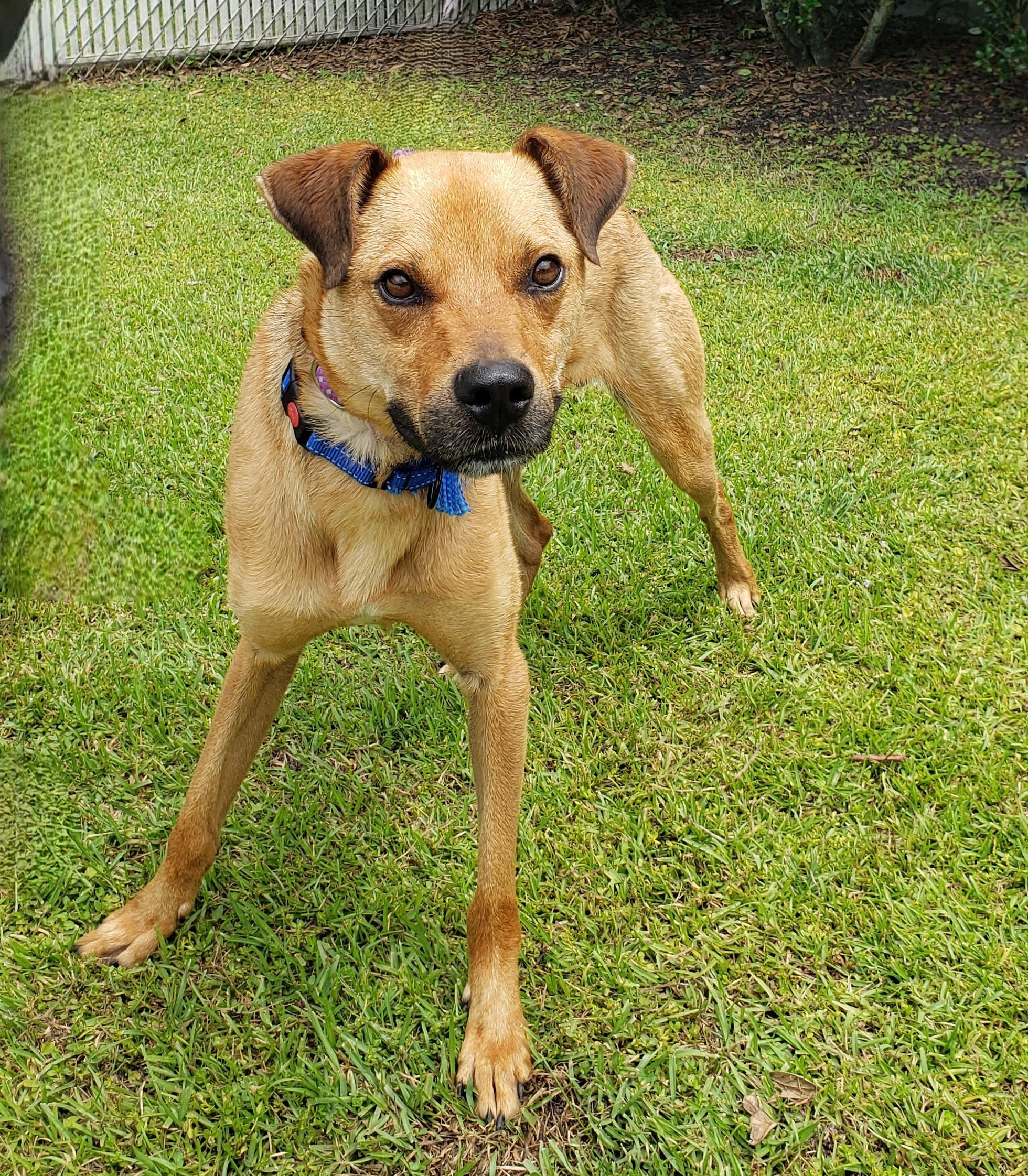 Enlarge Gunner, a Adoptable Boxer in Slidell, LA image 3/3