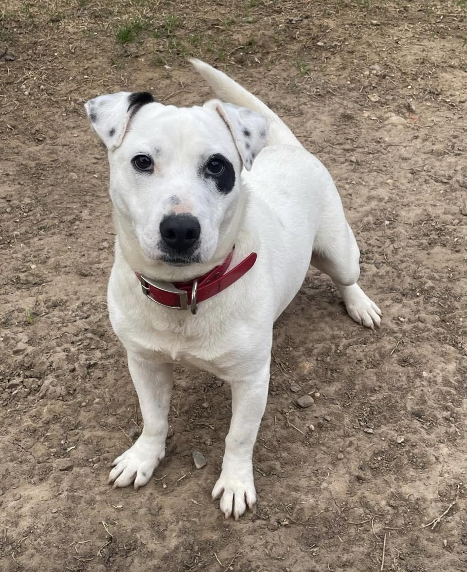 Enlarge Spud, a Adopted mixed breed in Shreveport, LA image 1/1