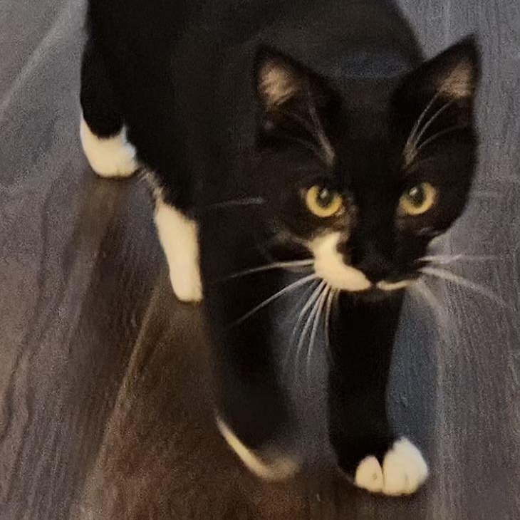 John, Adoptable, Young Male Domestic Short Hair.