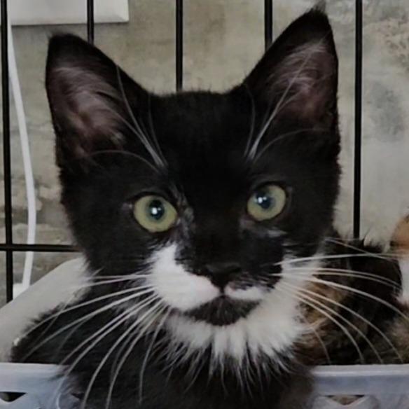 John, a Adoptable Domestic Short Hair in debary, FL image 3/4