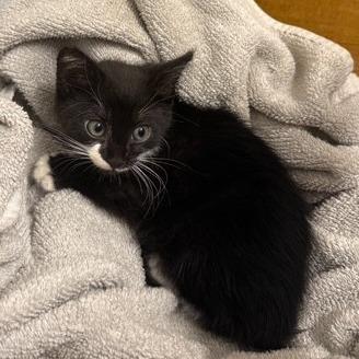 John, a Adoptable Domestic Short Hair in debary, FL image 4/4