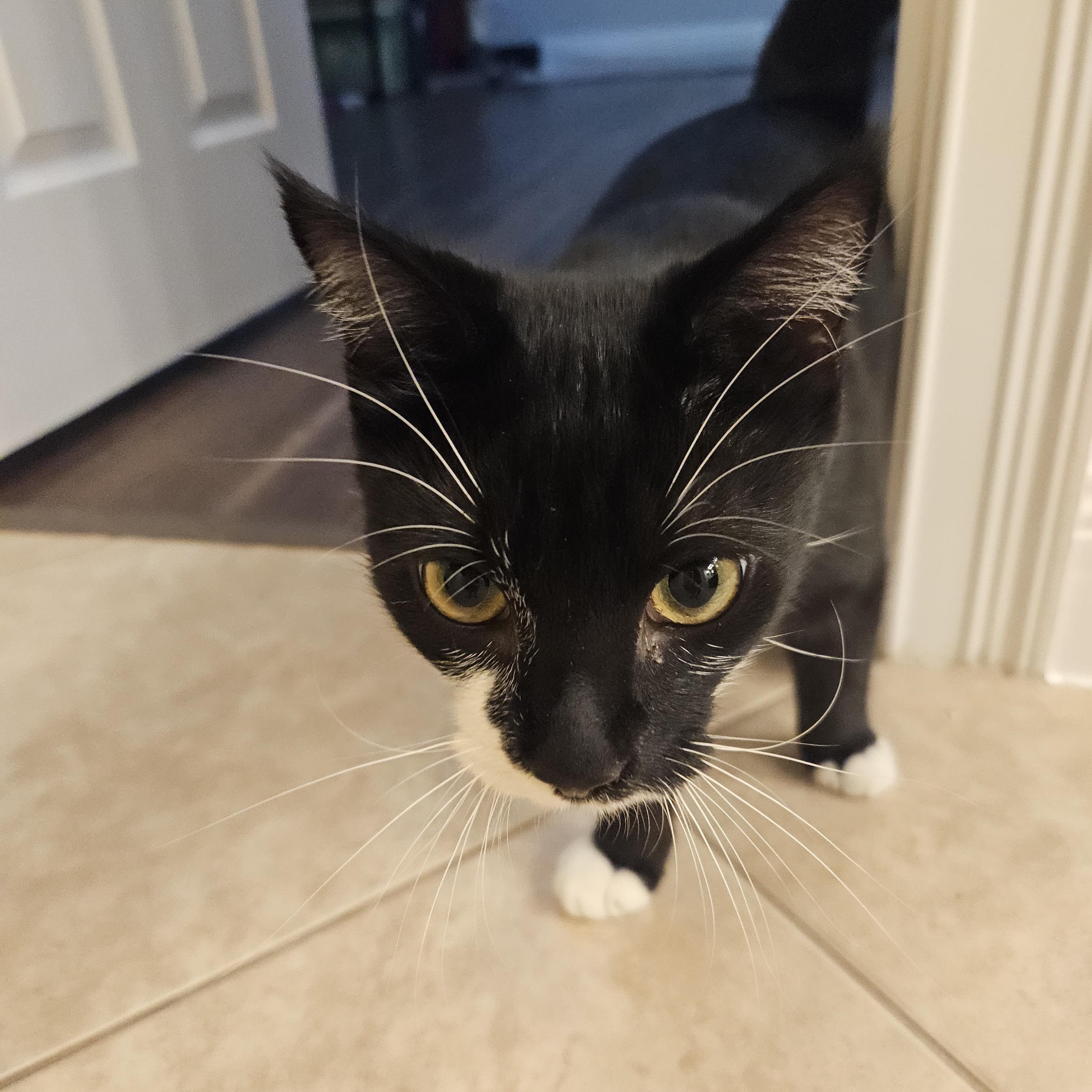 John, a Adoptable Domestic Short Hair in debary, FL image 2/4