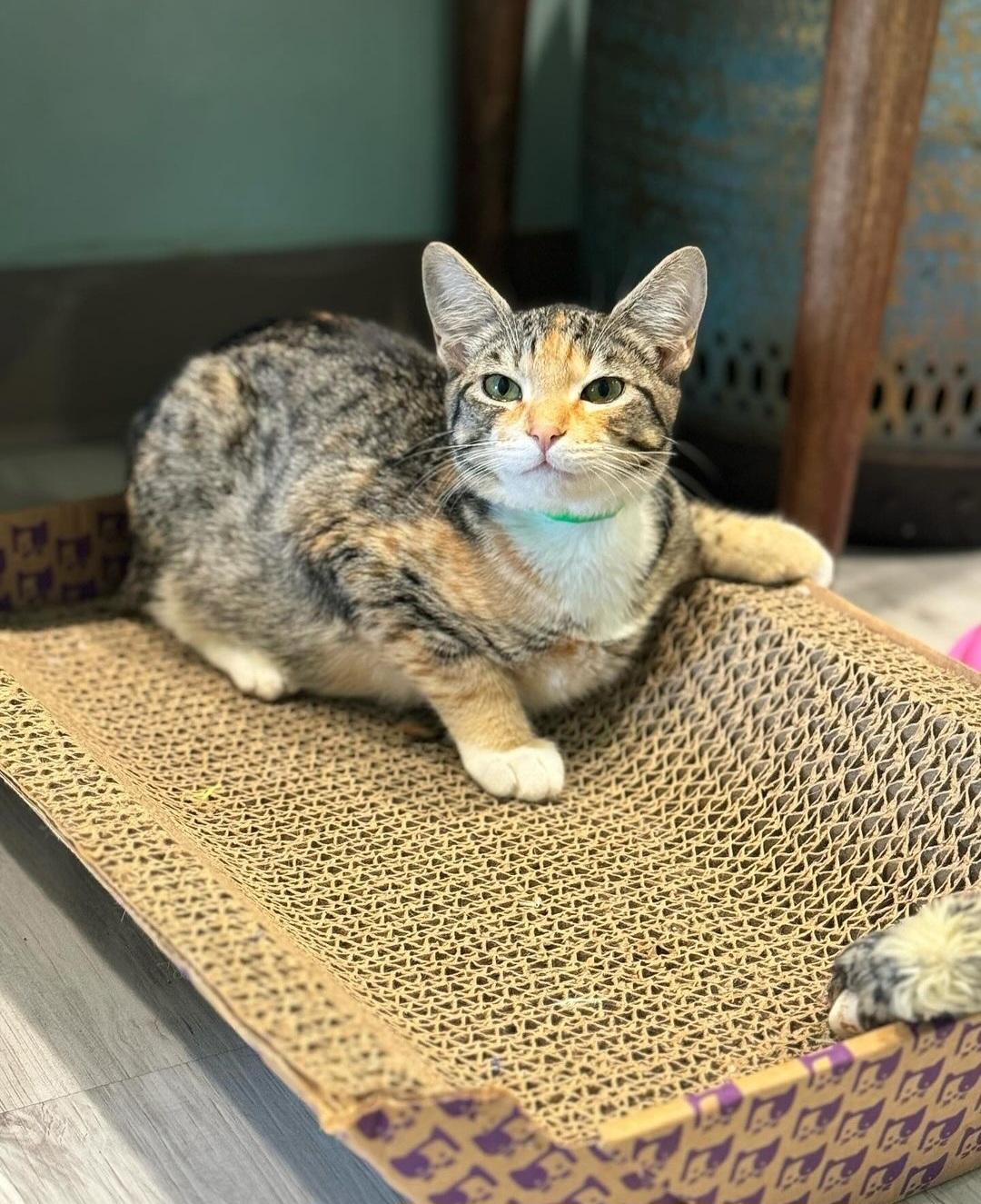 Kat, Adopted, Adult Female Domestic Short Hair.