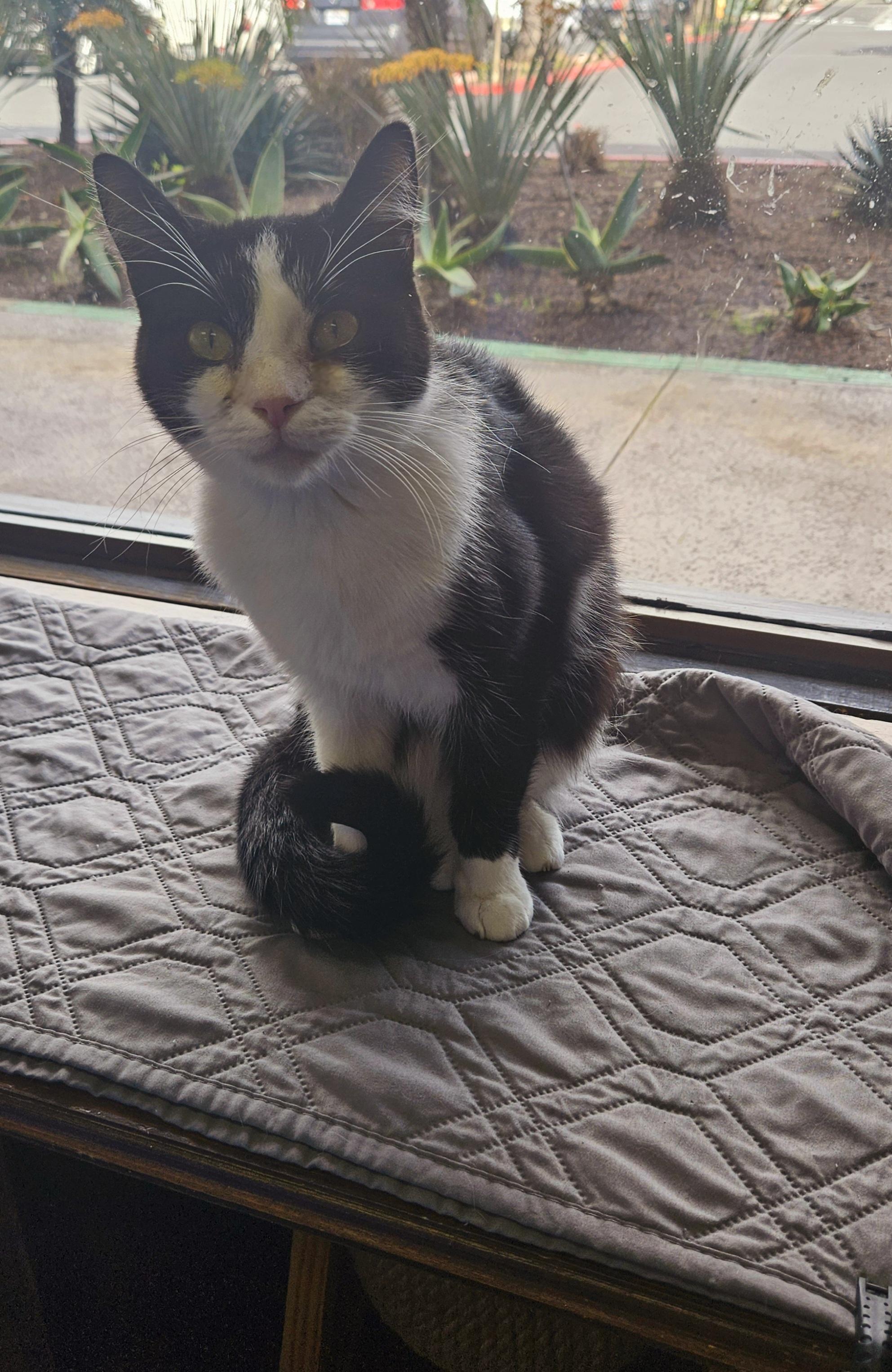 Enlarge Casey, a Adoptable Domestic Short Hair in Huntington Beach, CA image 1/1