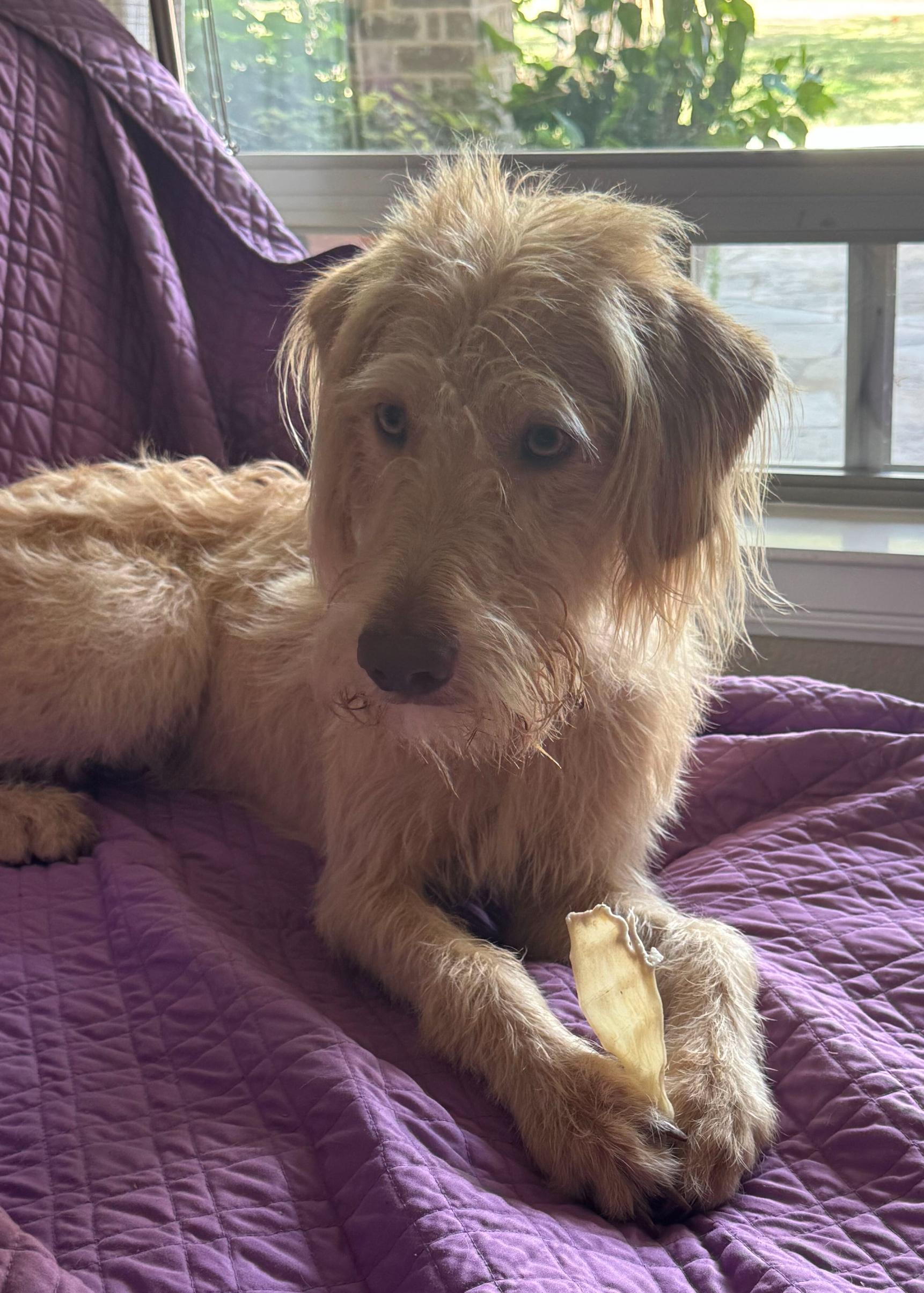 Enlarge Teddy Graham, a Adoptable mixed breed in Garland, TX image 3/5