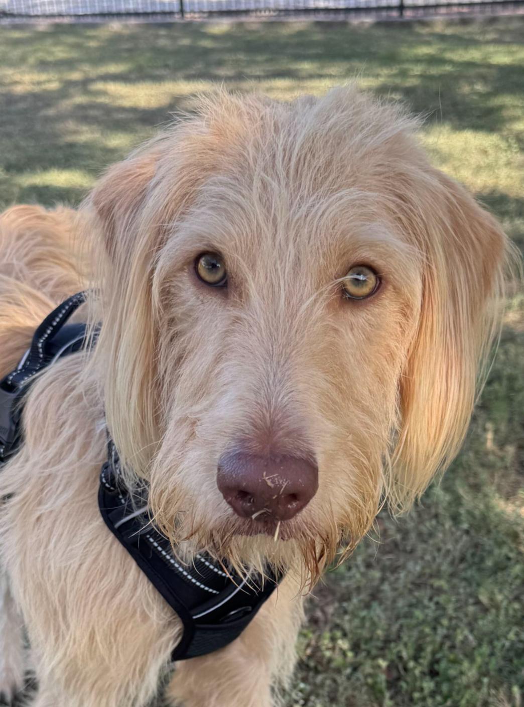Teddy Graham, Adoptable, Young Male Labradoodle.
