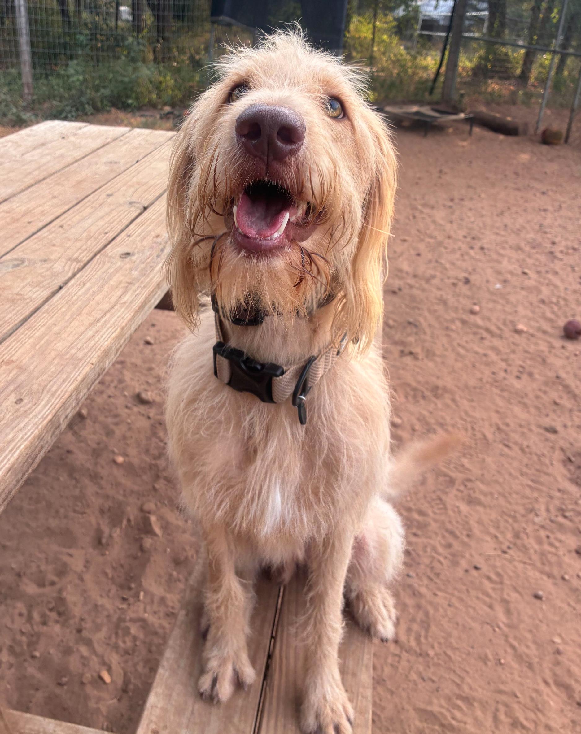 Enlarge Teddy Graham, a Adoptable mixed breed in Garland, TX image 5/5