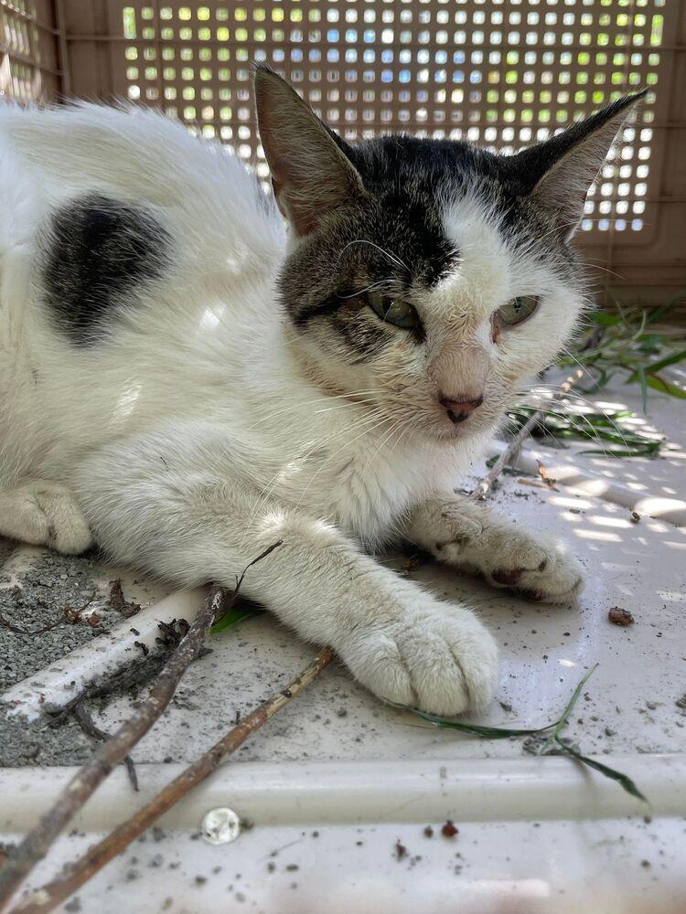 Enlarge Gris, a Adoptable Domestic Short Hair in Mount Laurel, NJ image 1/6