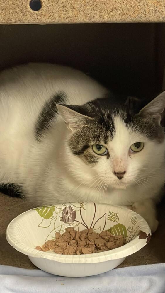 Enlarge Gris, a Adoptable Domestic Short Hair in Mount Laurel, NJ image 4/6