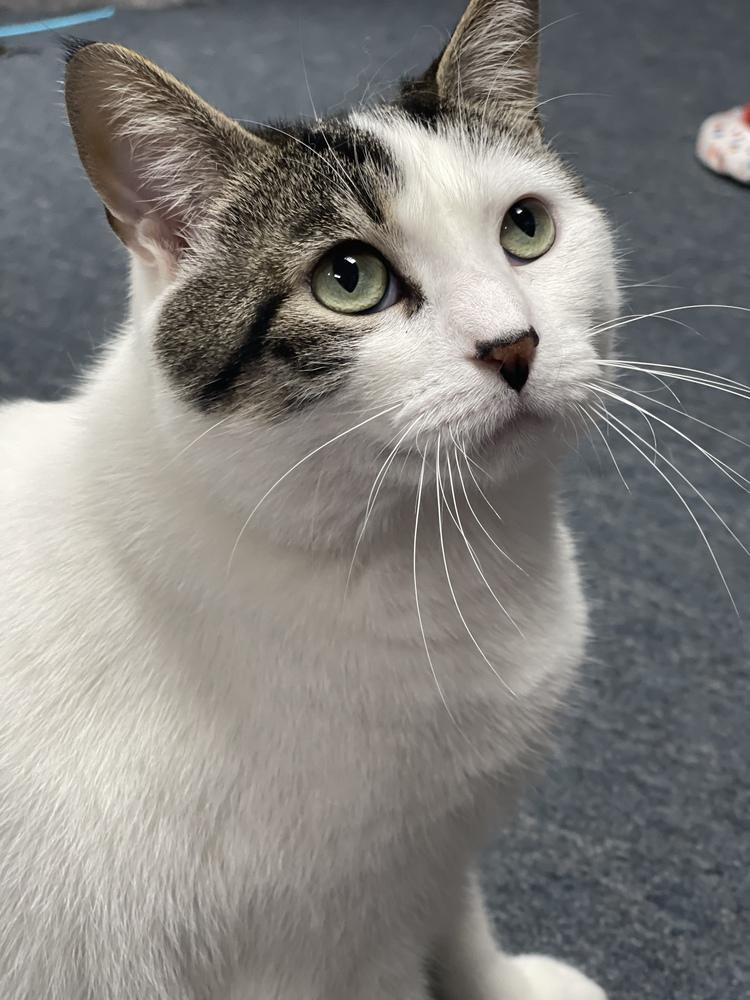 Enlarge Gris, a Adoptable Domestic Short Hair in Mount Laurel, NJ image 5/6