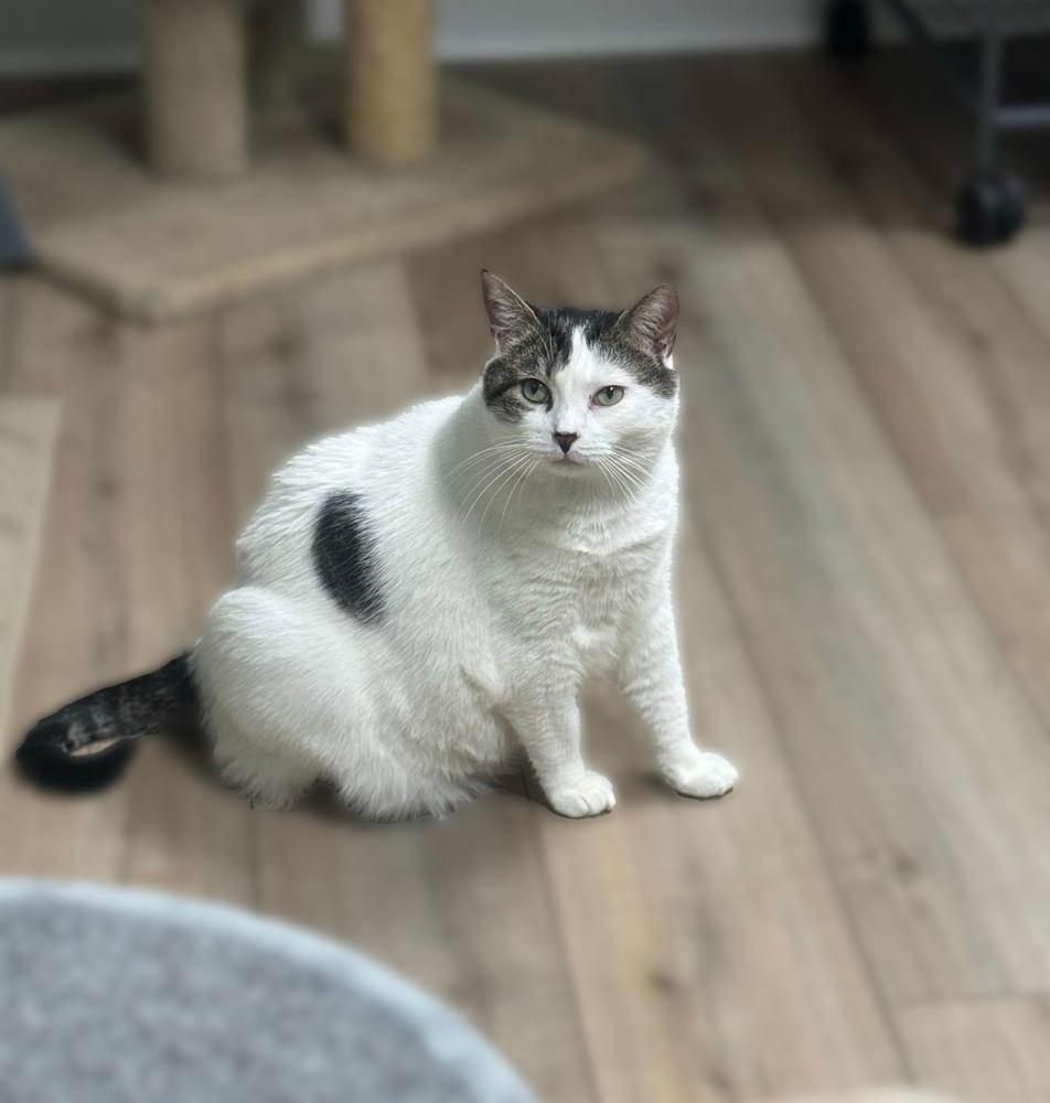 Enlarge Gris, a Adoptable Domestic Short Hair in Mount Laurel, NJ image 6/6