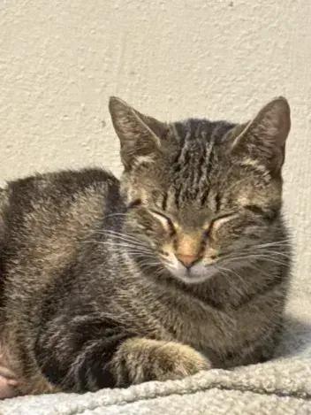 Dancer, a Adoptable Domestic Short Hair in Grand Rapids, MI image 1/6
