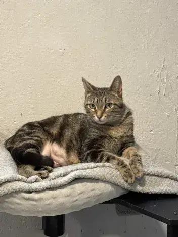 Dancer, a Adoptable Domestic Short Hair in Grand Rapids, MI image 2/6