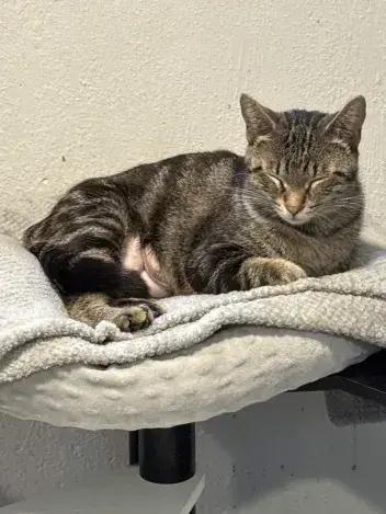 Dancer, a Adoptable Domestic Short Hair in Grand Rapids, MI image 3/6