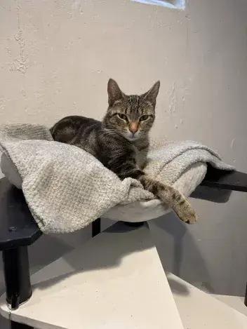 Dancer, a Adoptable Domestic Short Hair in Grand Rapids, MI image 4/6