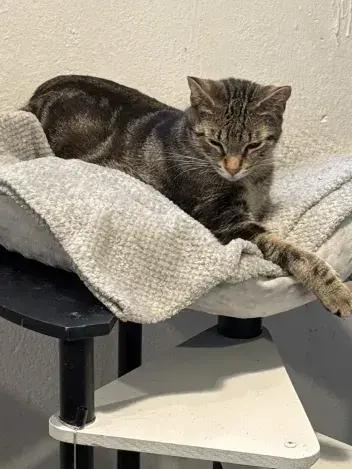 Dancer, a Adoptable Domestic Short Hair in Grand Rapids, MI image 5/6
