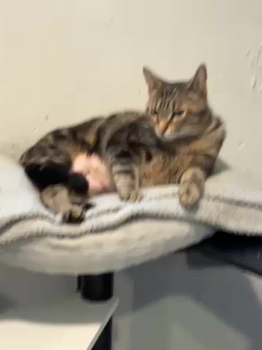 Enlarge Dancer, a Adoptable Domestic Short Hair in Grand Rapids, MI video 6/6