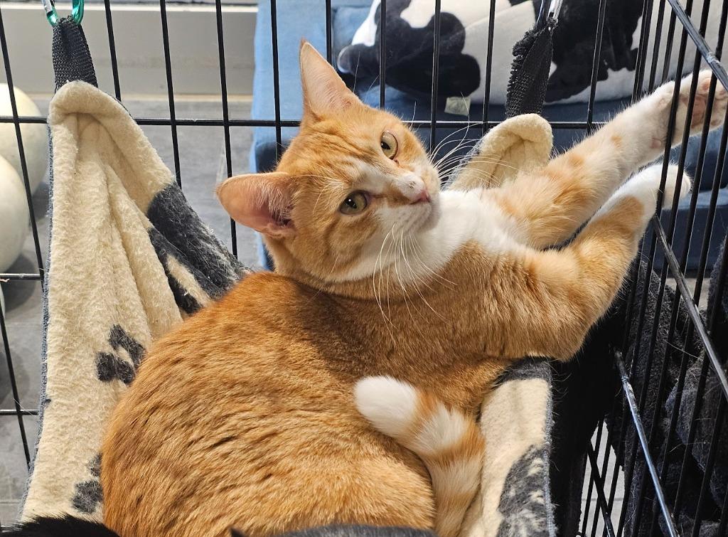 Maggie, Adoptable, Young Female Domestic Short Hair.