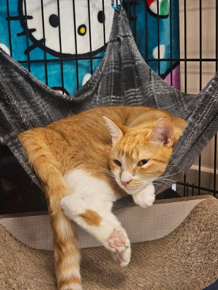 Maggie, Adoptable, Young Female Domestic Short Hair.