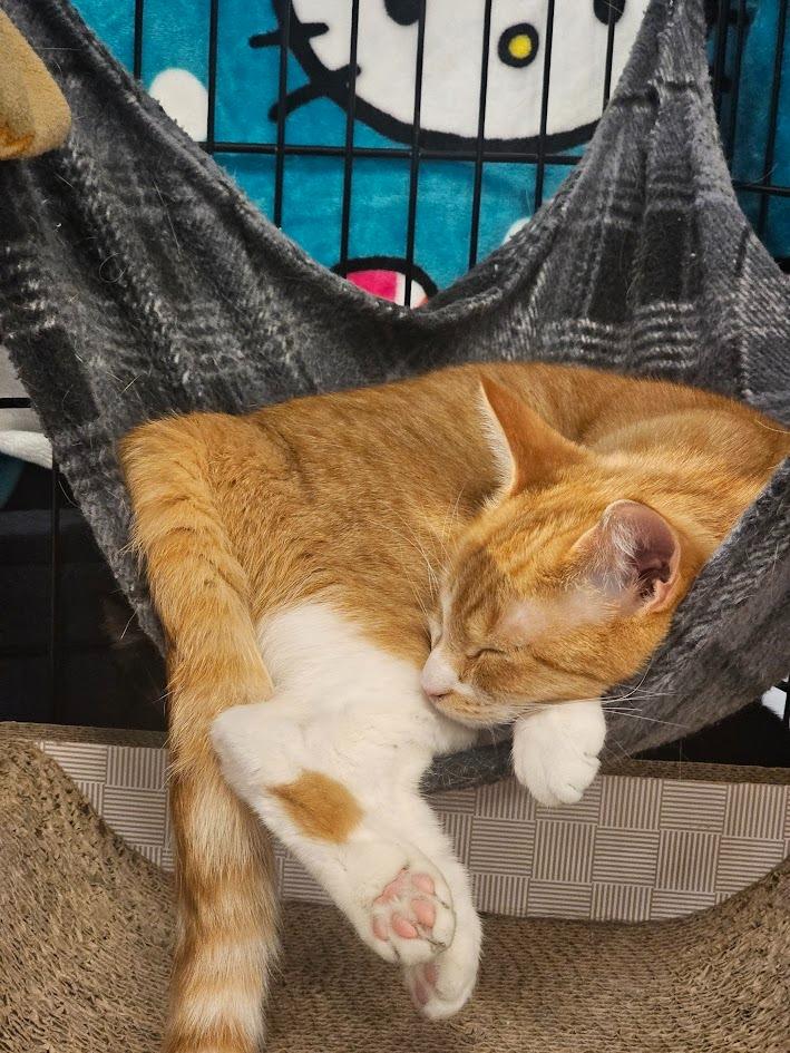 Enlarge Maggie, a Adoptable mixed breed in St. Cloud, MN image 3/6