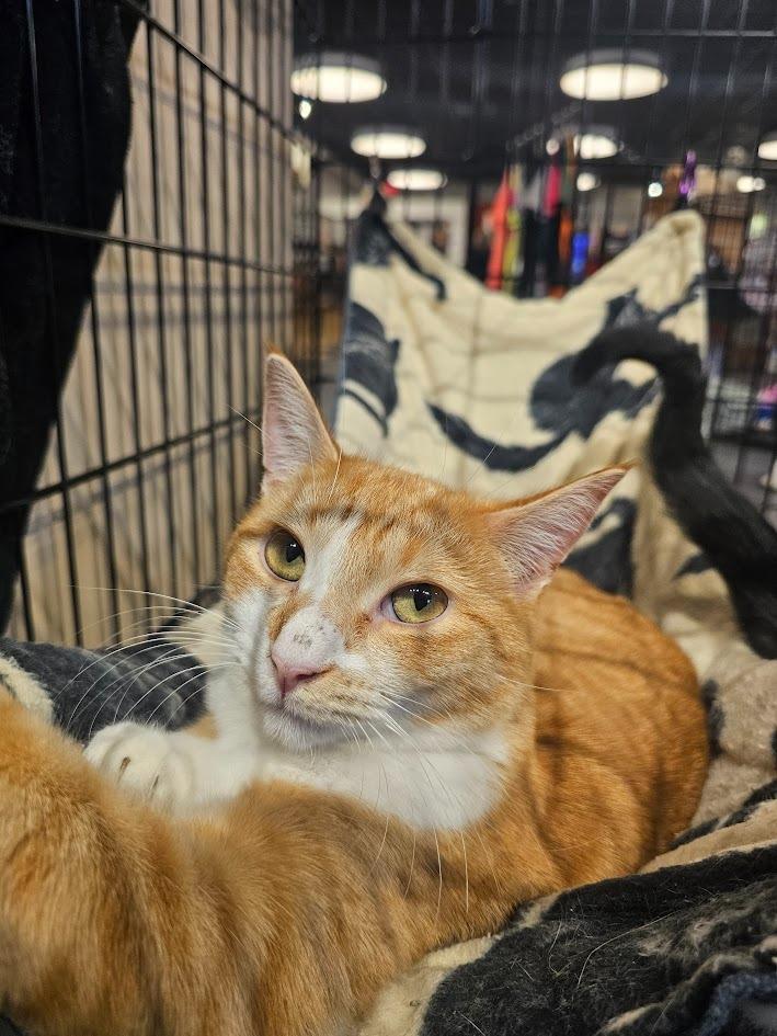 Enlarge Maggie, a Adoptable mixed breed in St. Cloud, MN image 4/6