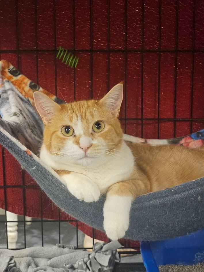 Enlarge Maggie, a Adoptable mixed breed in St. Cloud, MN image 5/6